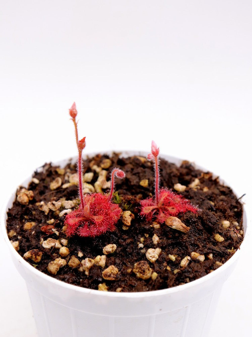 Drosera kaieteurensis