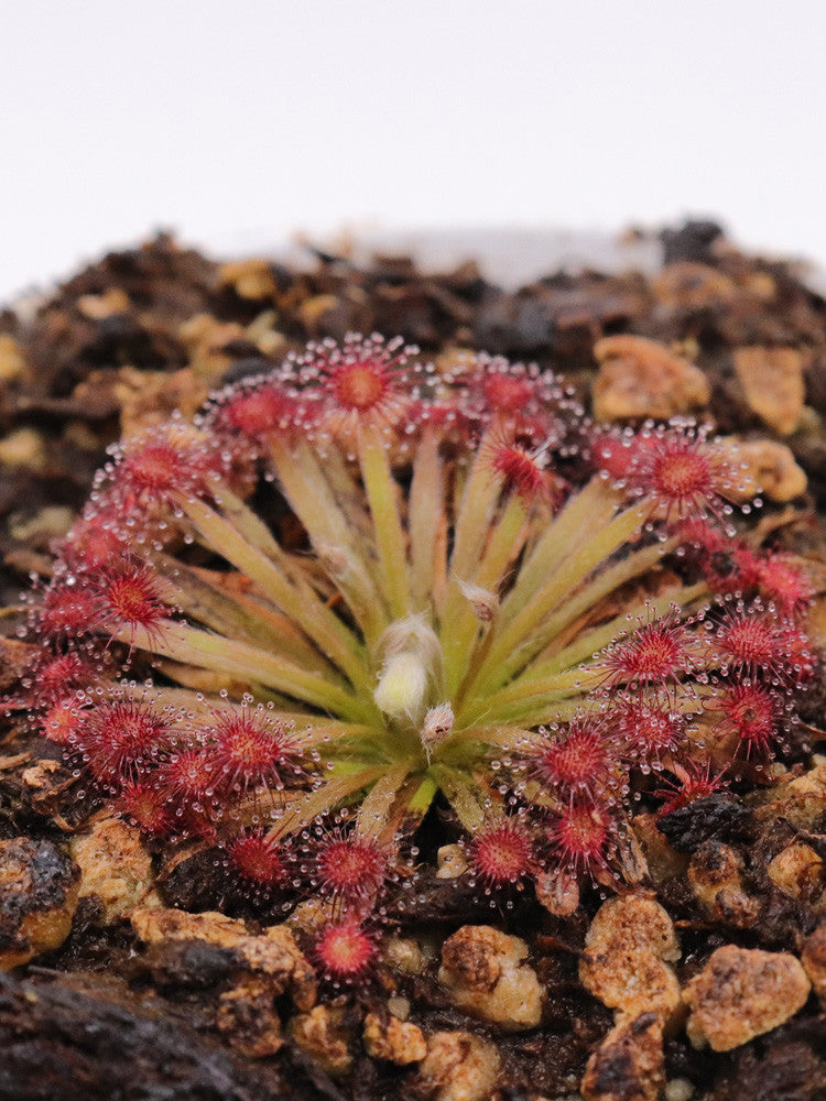 Drosera lanata