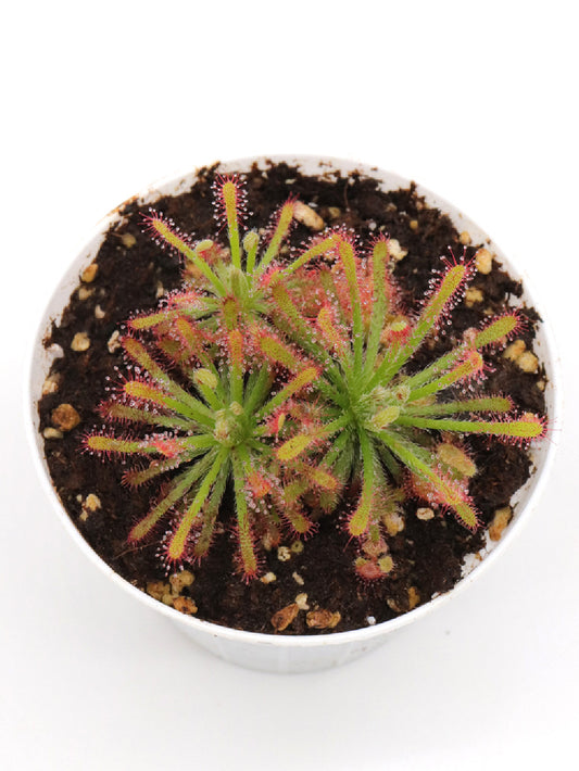 Drosera neocaledonica