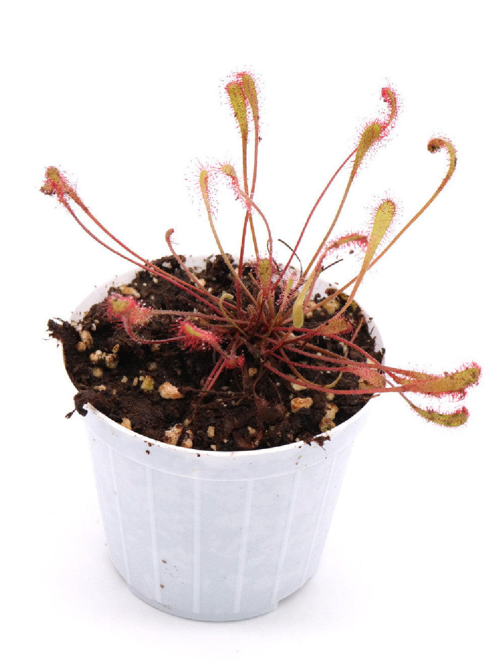 Drosera nidiformis