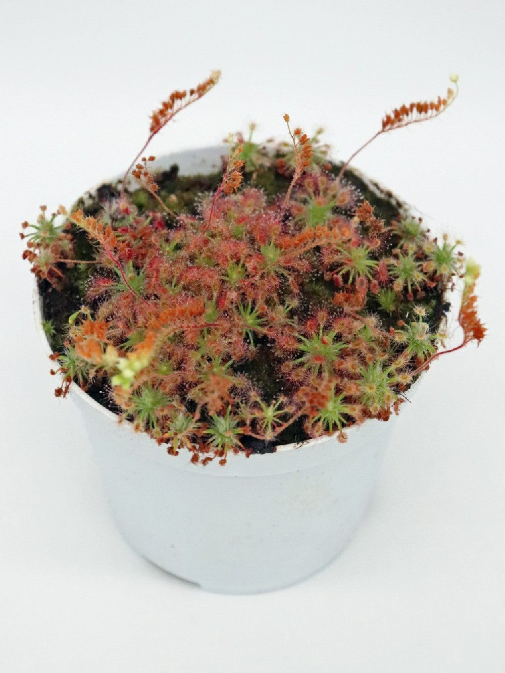 Drosera nitidula