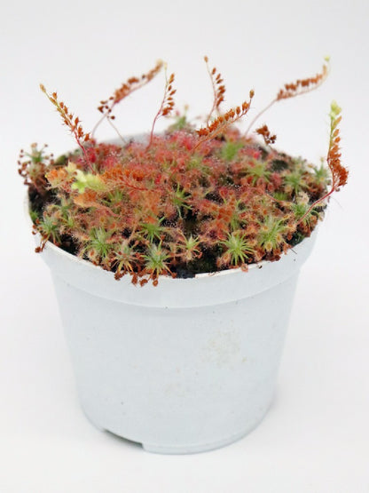 Drosera nitidula