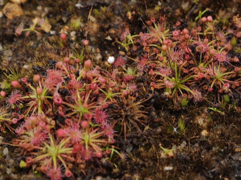 Drosera nivea