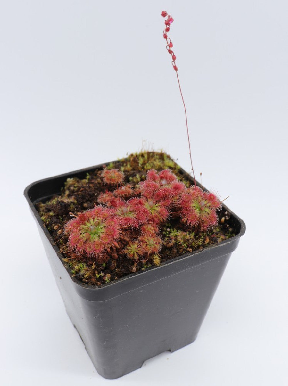 Drosera patens