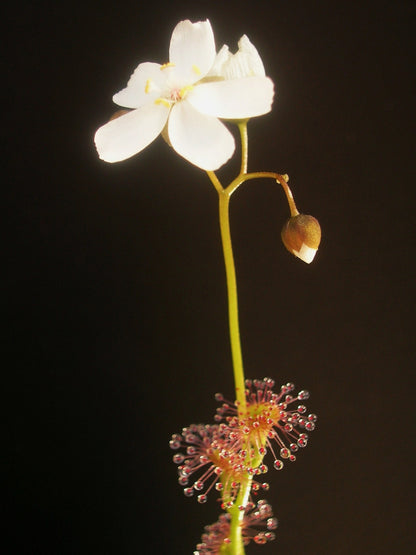 Drosera platypoda