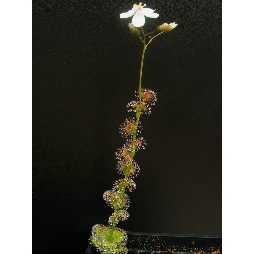 Drosera platypoda