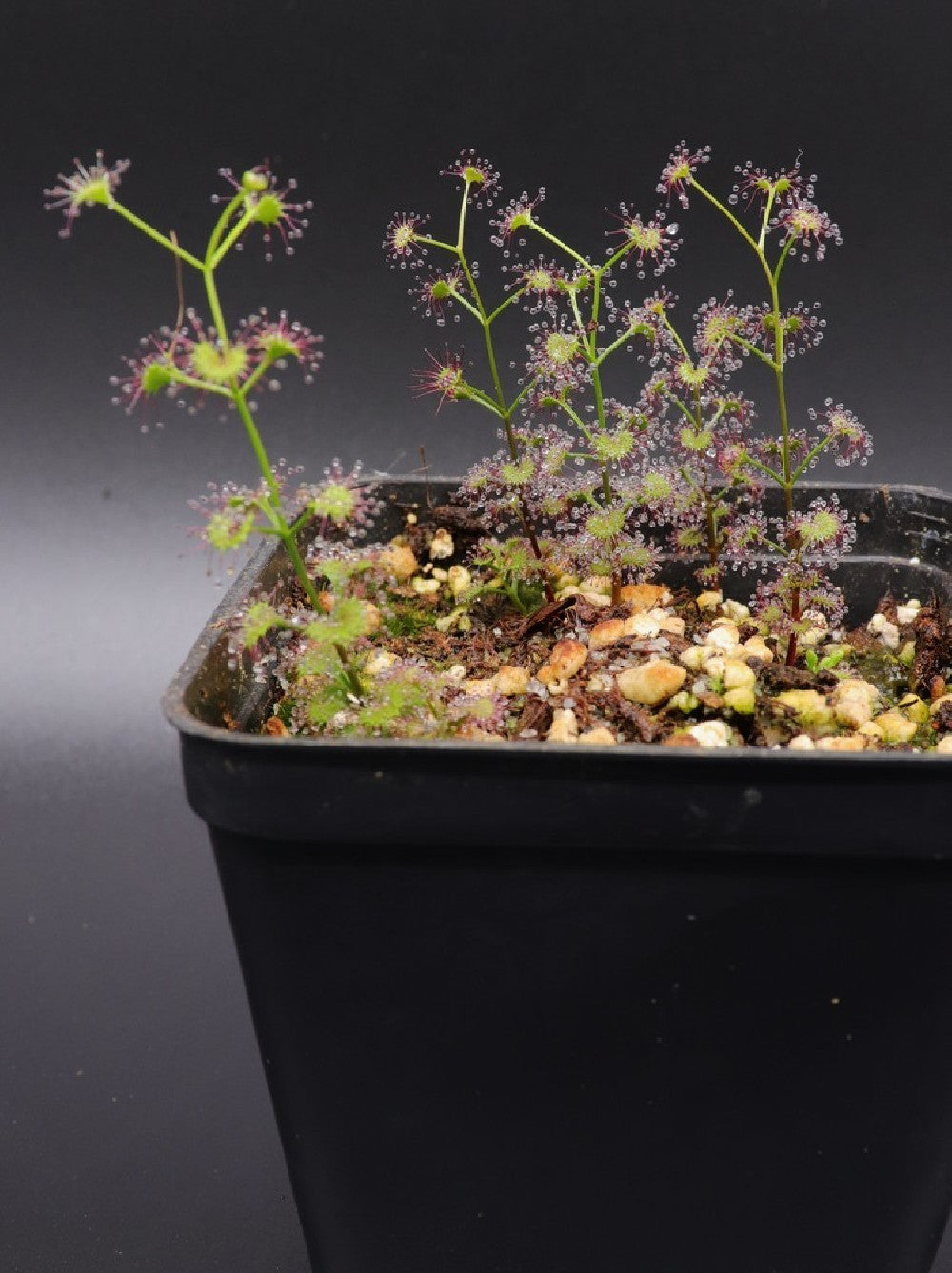 Drosera porrecta