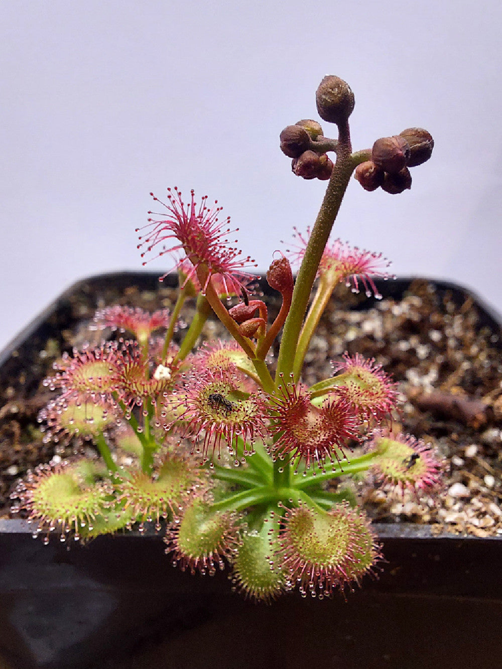 Drosera purpurascens