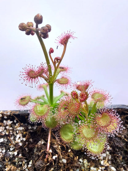 Drosera purpurascens