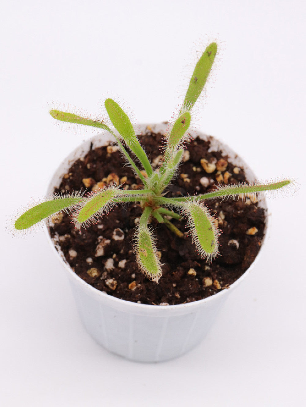 Drosera ramentacea