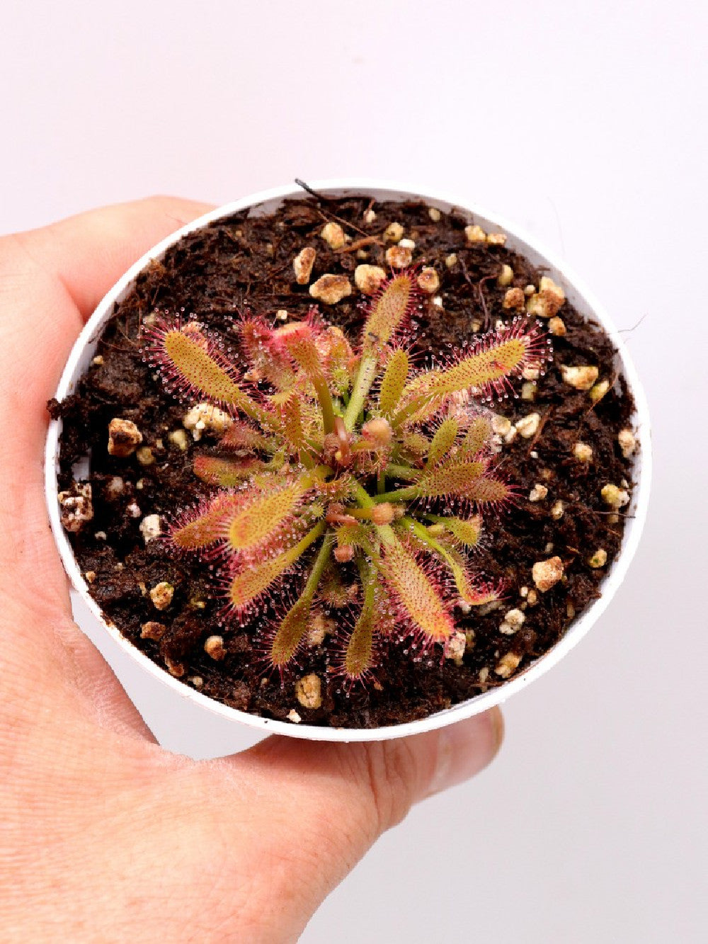 Drosera riparia