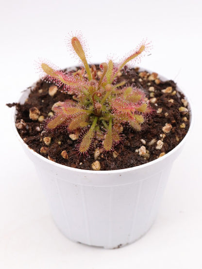 Drosera riparia