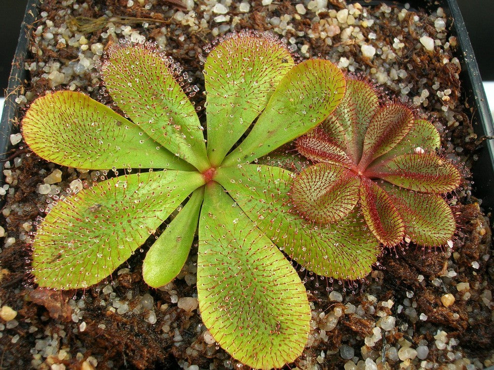 Drosera rosulata , Pintarra