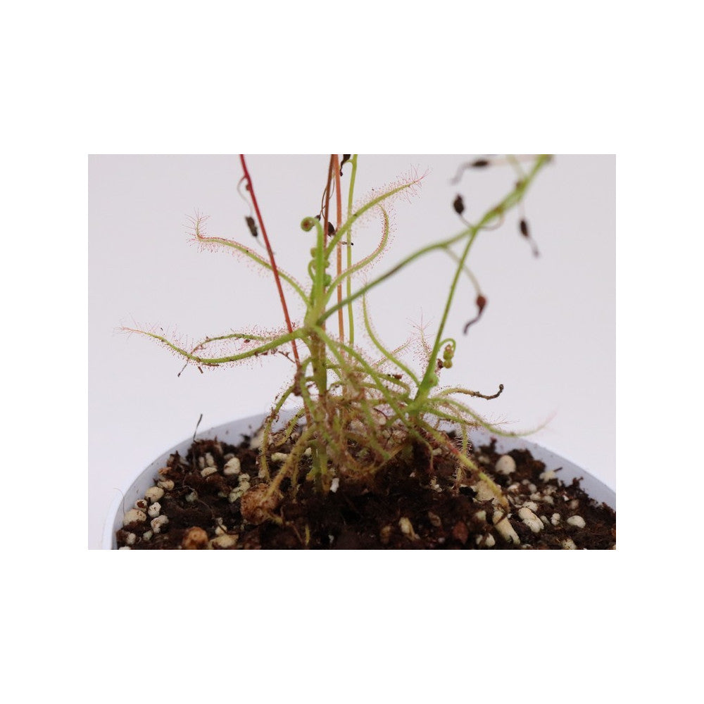 Drosera serpens