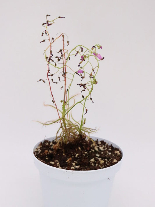 Drosera serpens