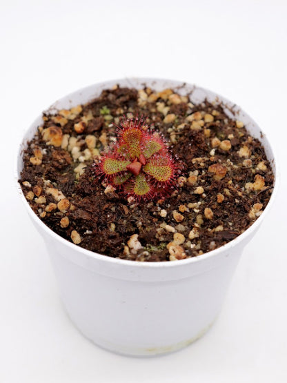 Drosera slackii