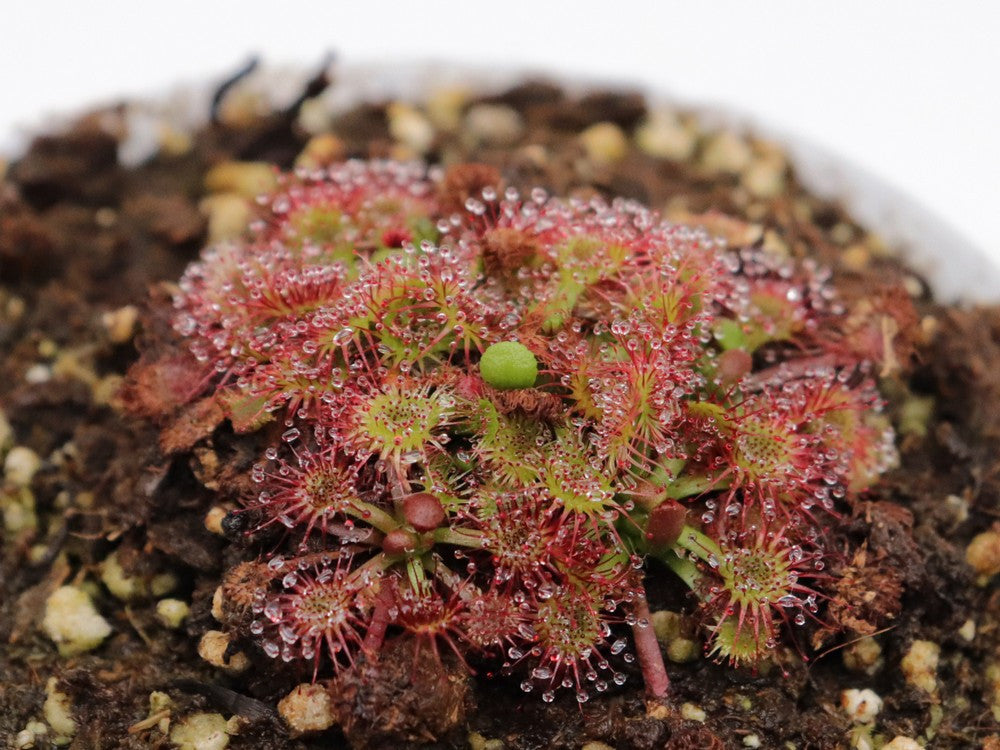 Drosera spathulata  , Mt.Arthur