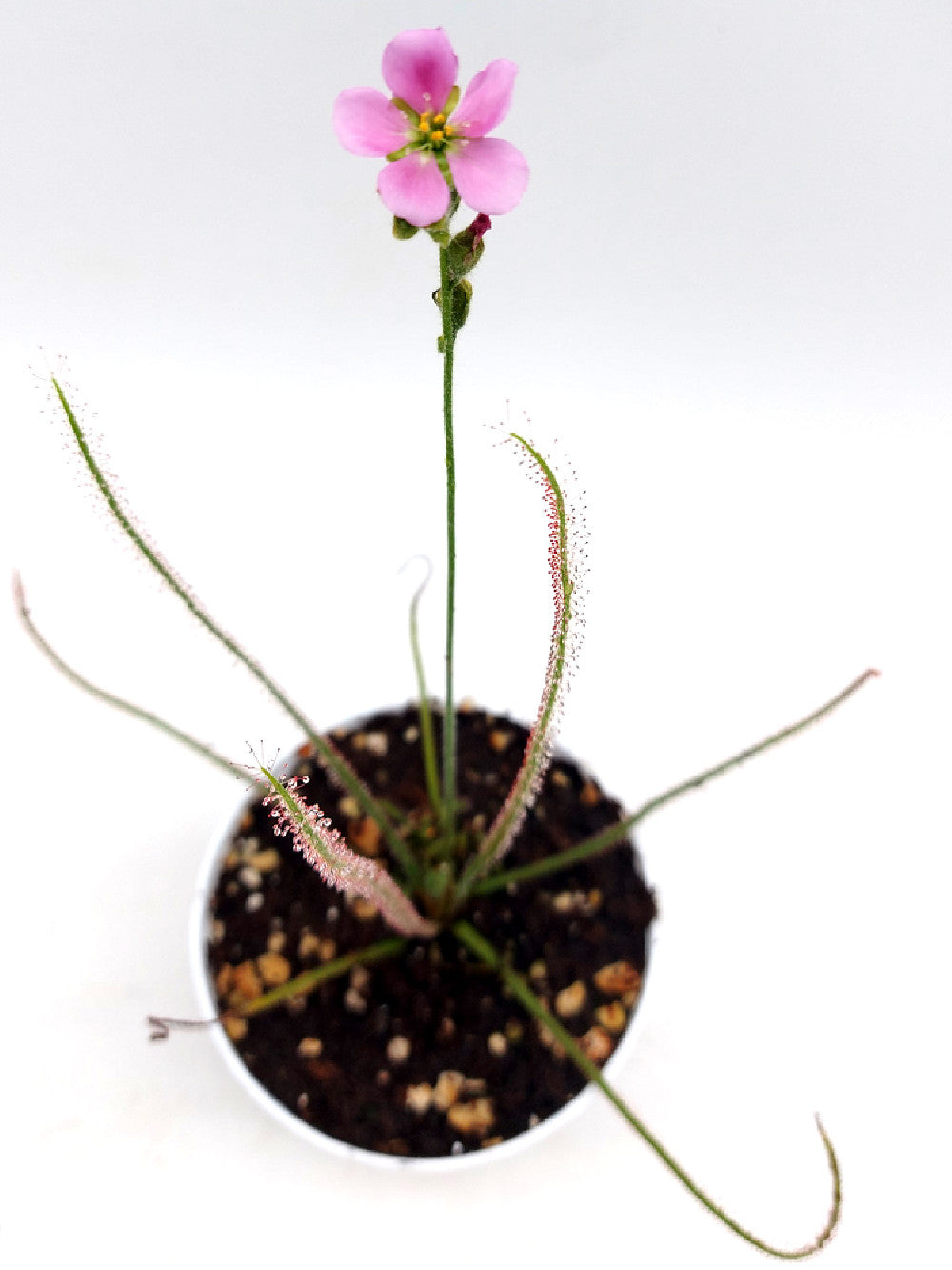 Drosera spiralis