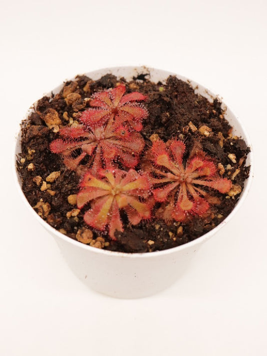 Drosera tokaiensis