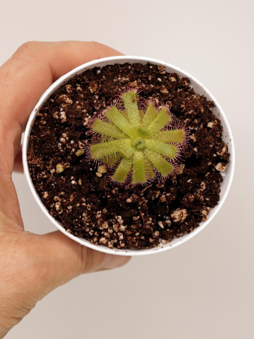 Drosera trinervia