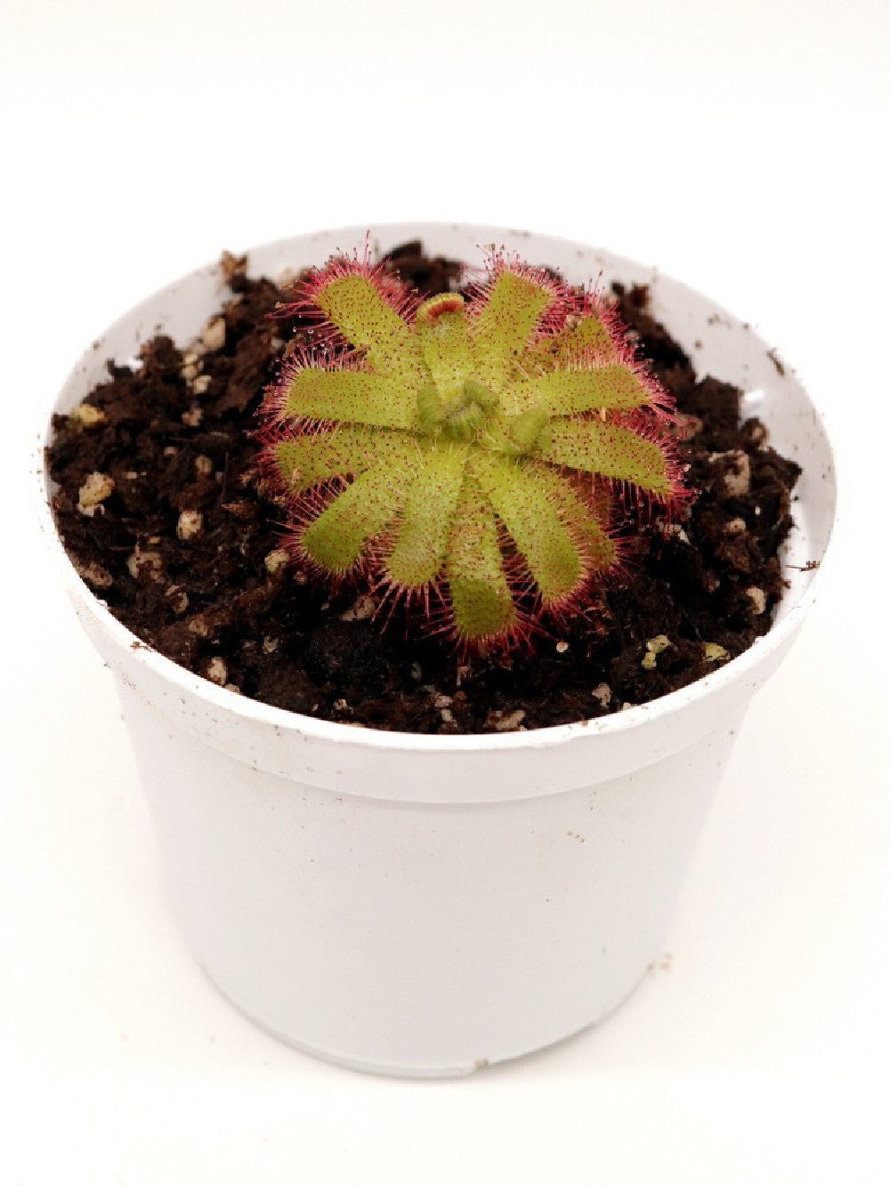 Drosera trinervia