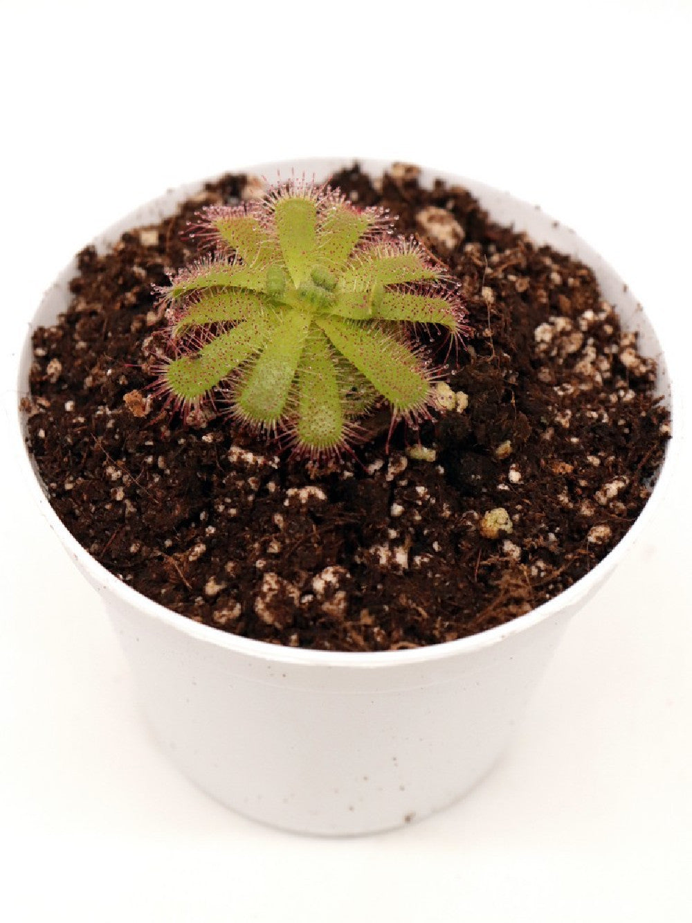 Drosera trinervia