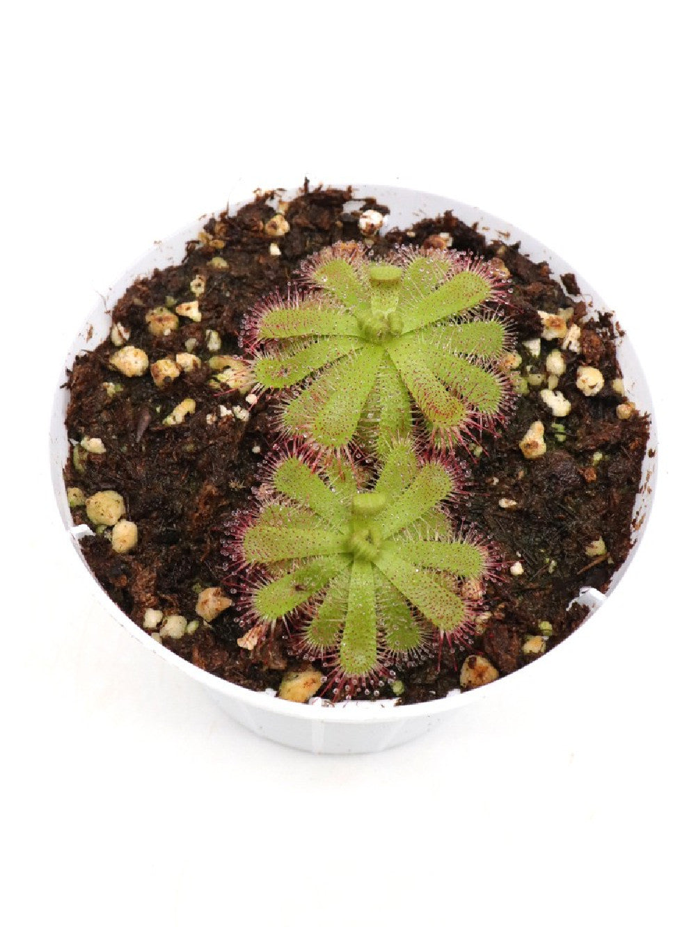 Drosera trinervia