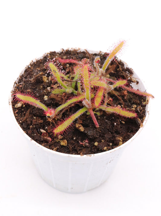 Drosera villosa