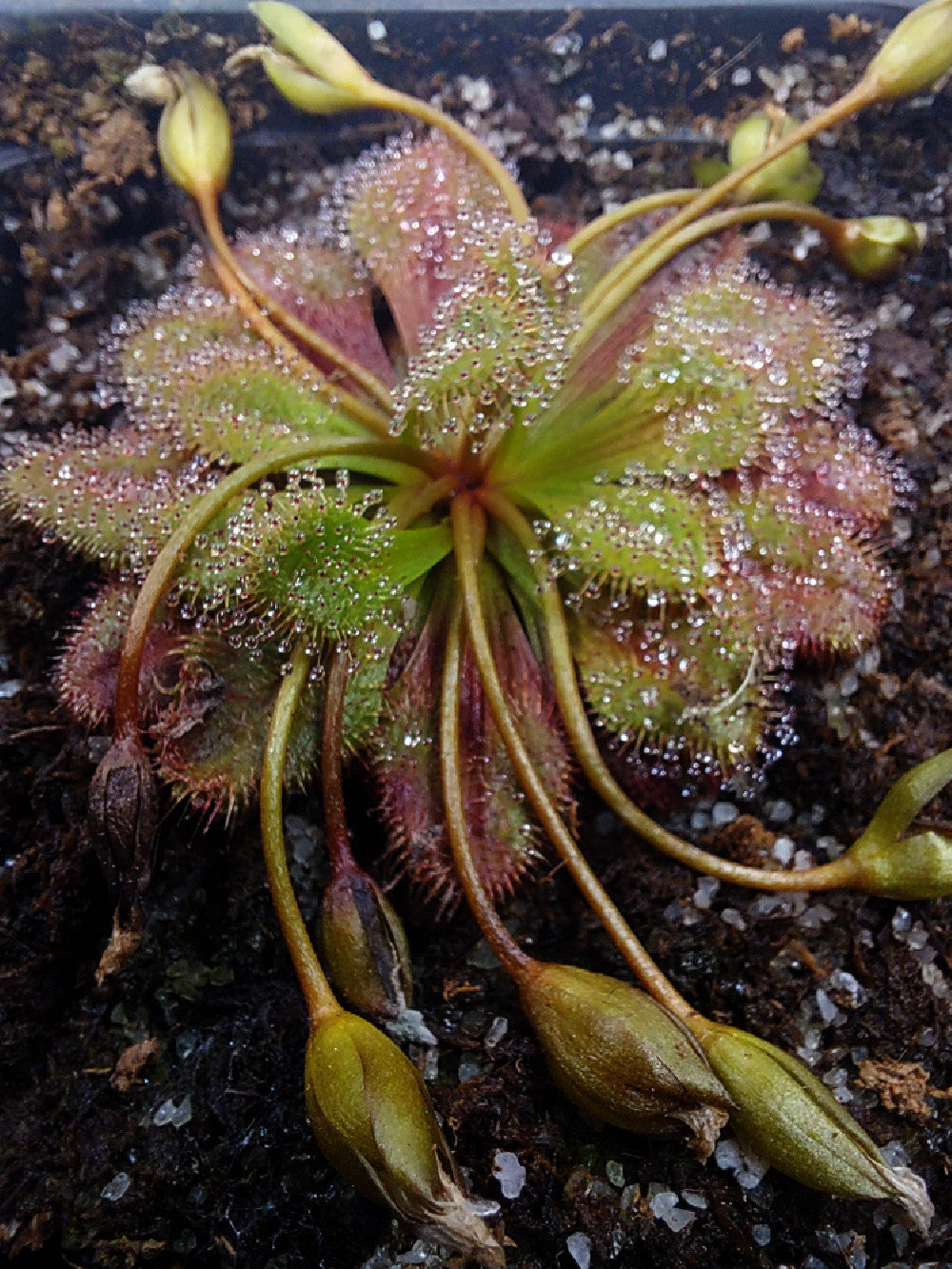 Drosera whittakeri