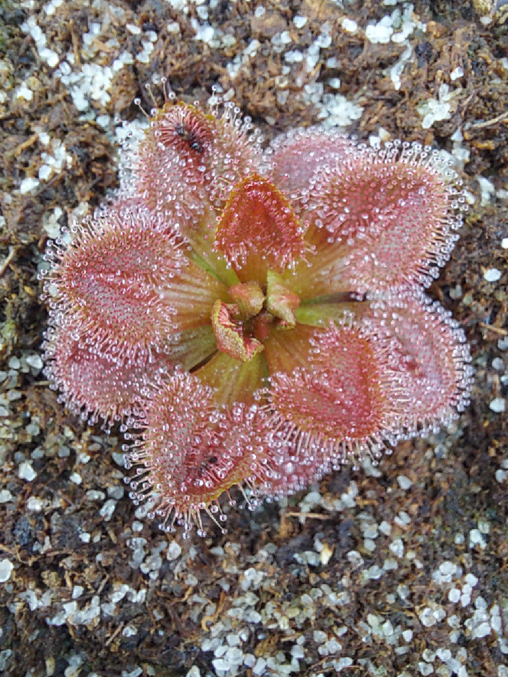 Drosera whittakeri