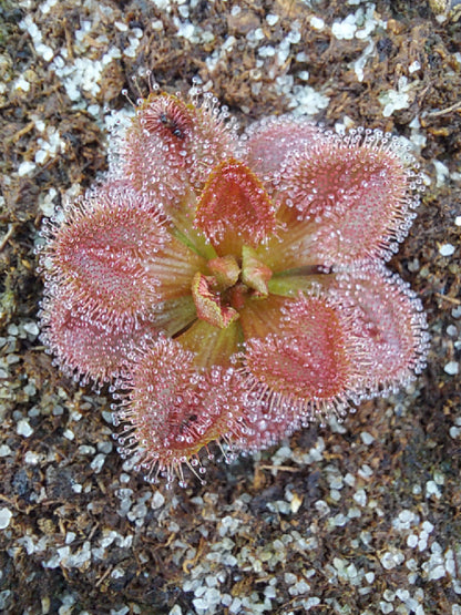 Drosera whittakeri