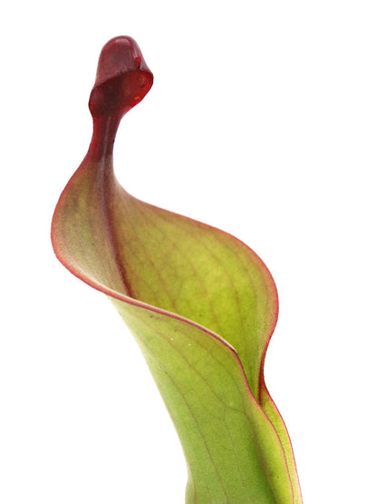 Heliamphora "Tequila"