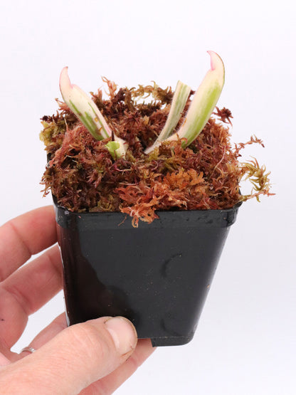 Heliamphora 'Flamingo'