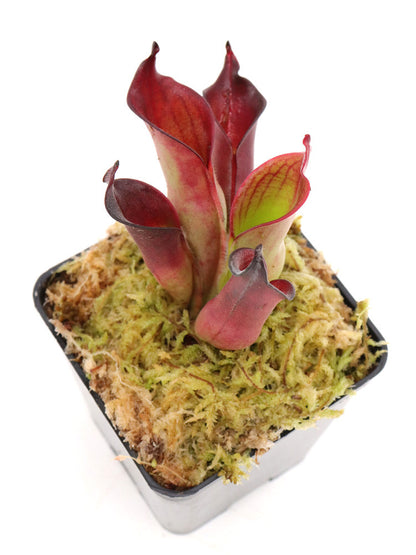 Heliamphora ciliata "lowland form"