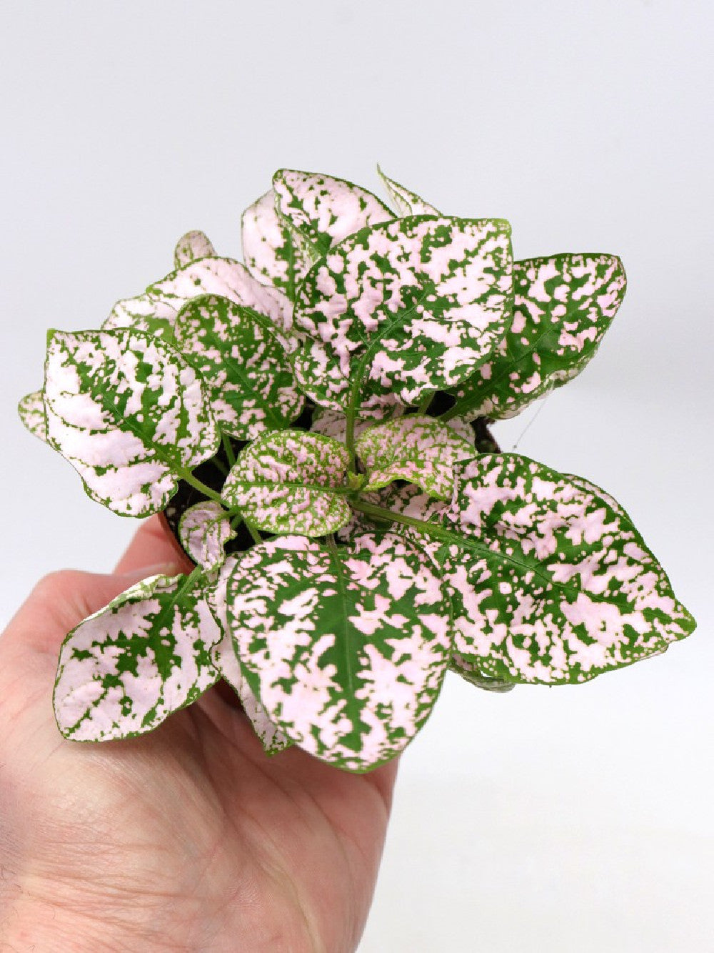 Hypoestes "PINK"