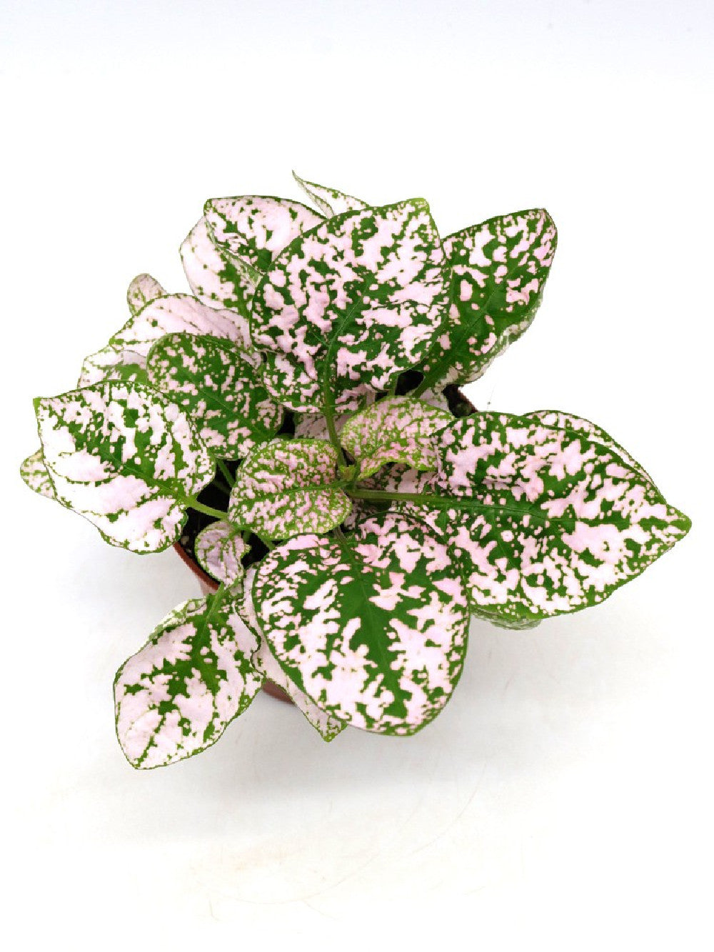 Hypoestes "PINK"