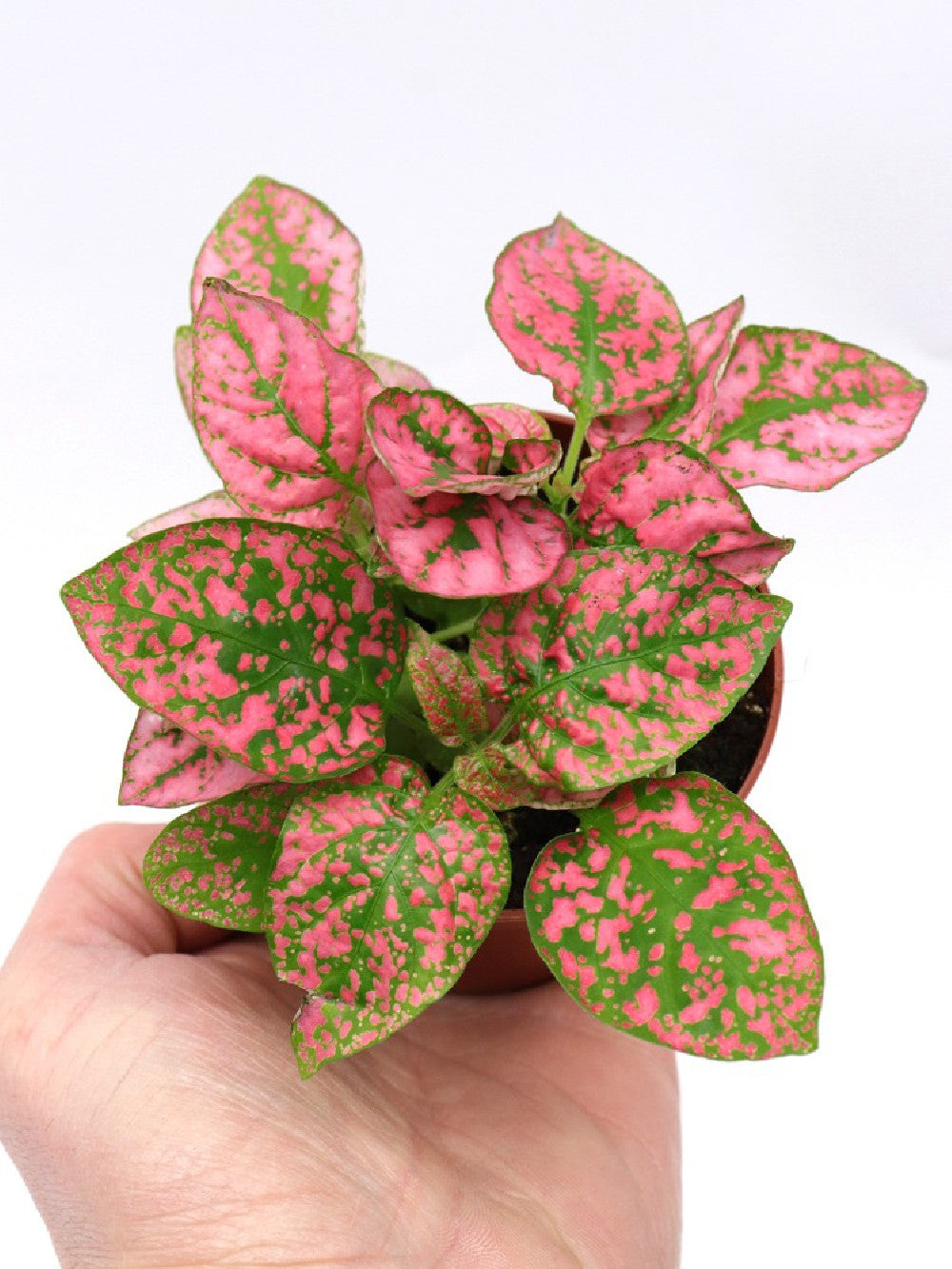 Hypoestes "PURPLE"