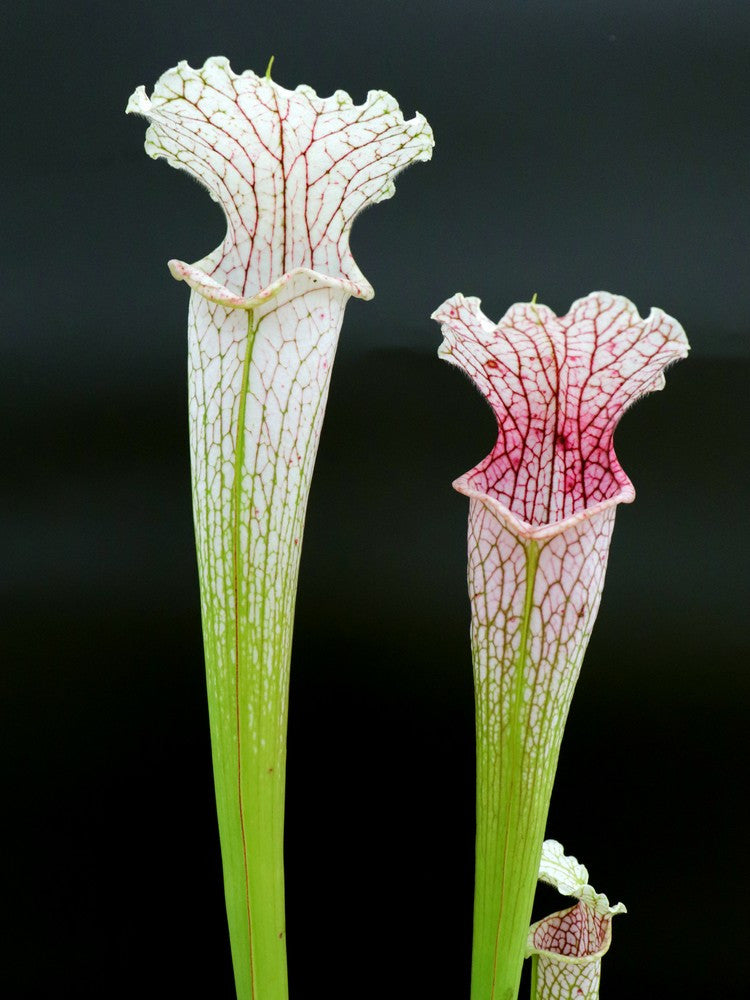 L19 GC  Sarracenia leucophylla