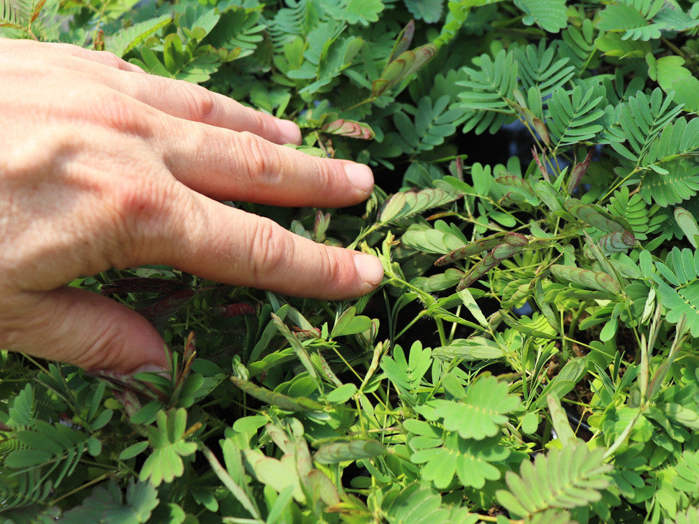 Mimosa pudica - Sensitiva