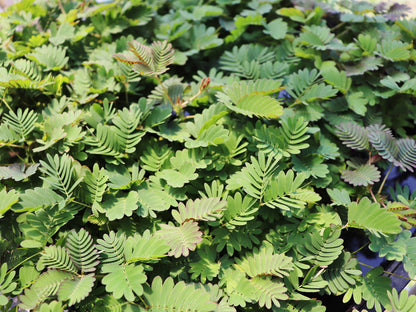 Mimosa pudica - Sensitiva