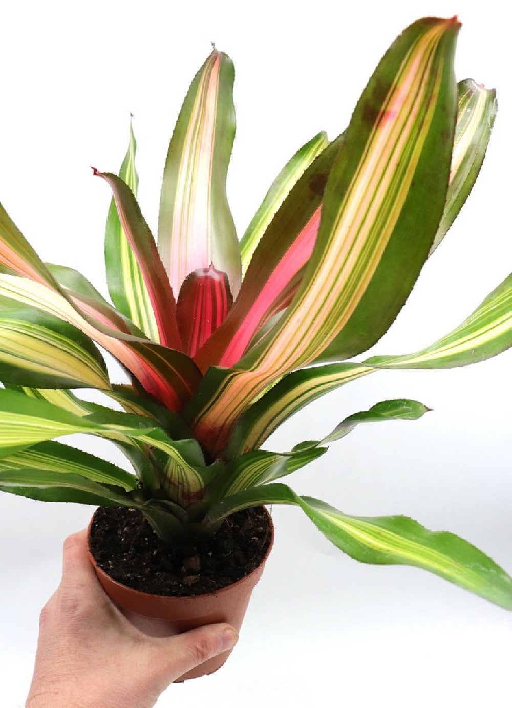 Neoregelia Fancy