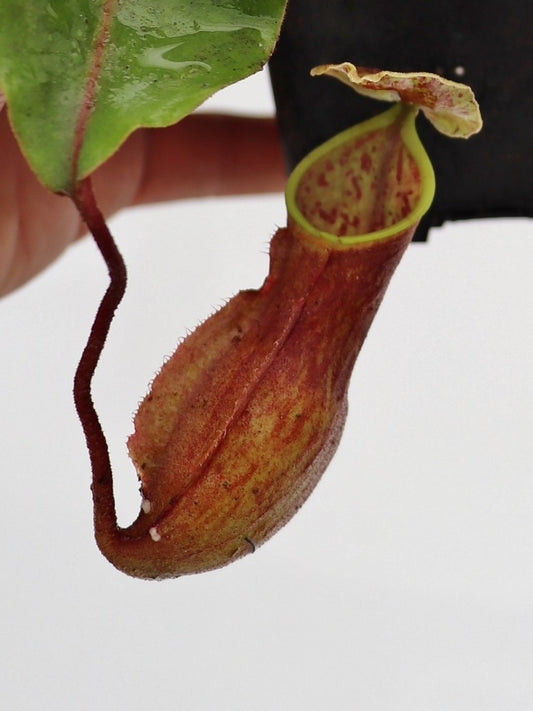 Nepenthes alata