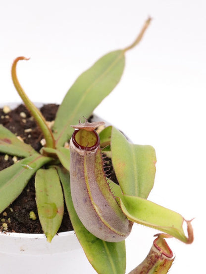 Nepenthes albomarginata