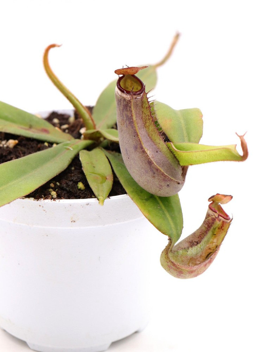 Nepenthes albomarginata