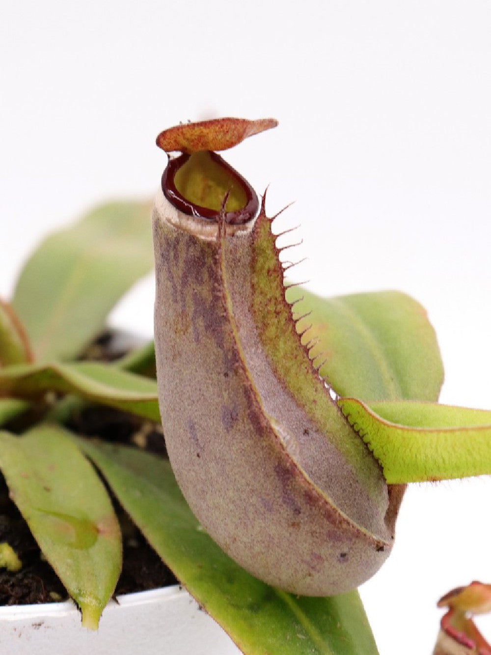 Nepenthes albomarginata