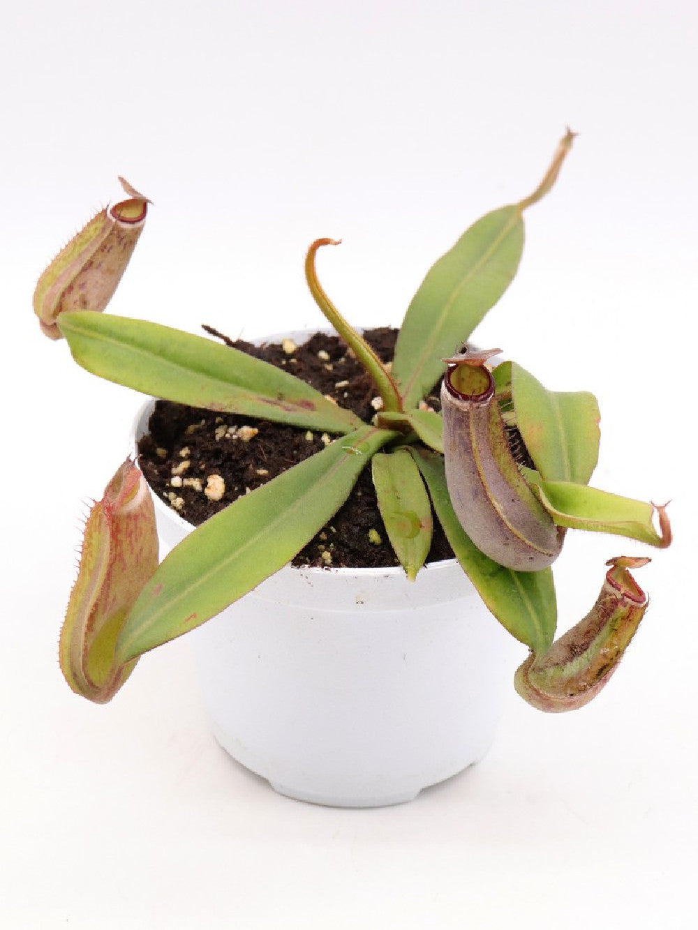 Nepenthes albomarginata