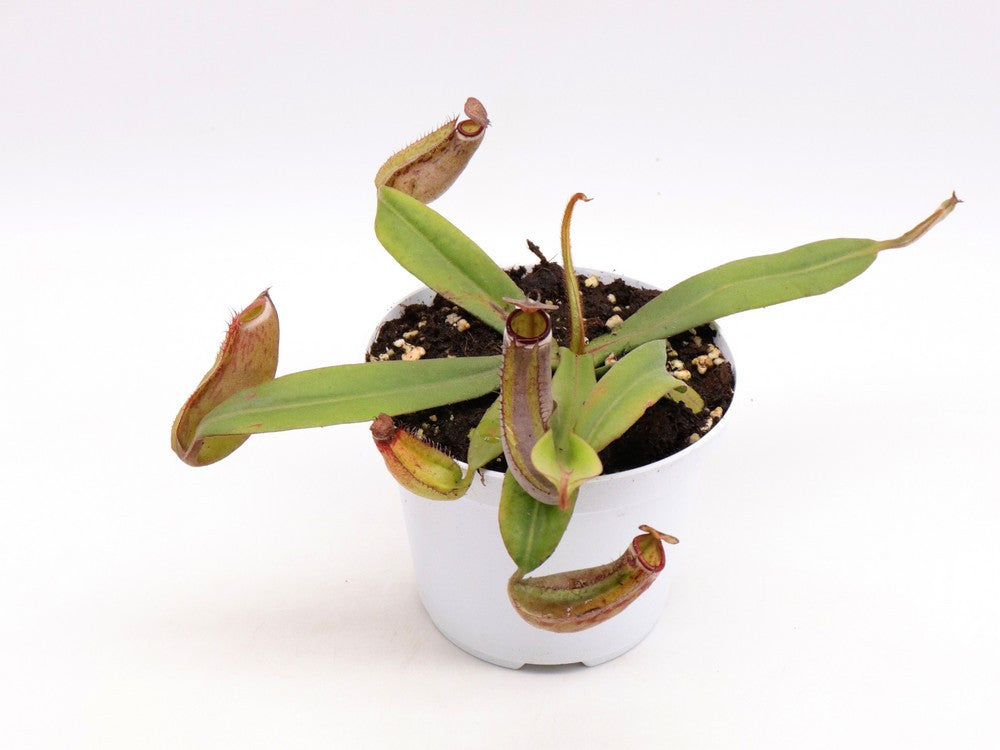 Nepenthes albomarginata