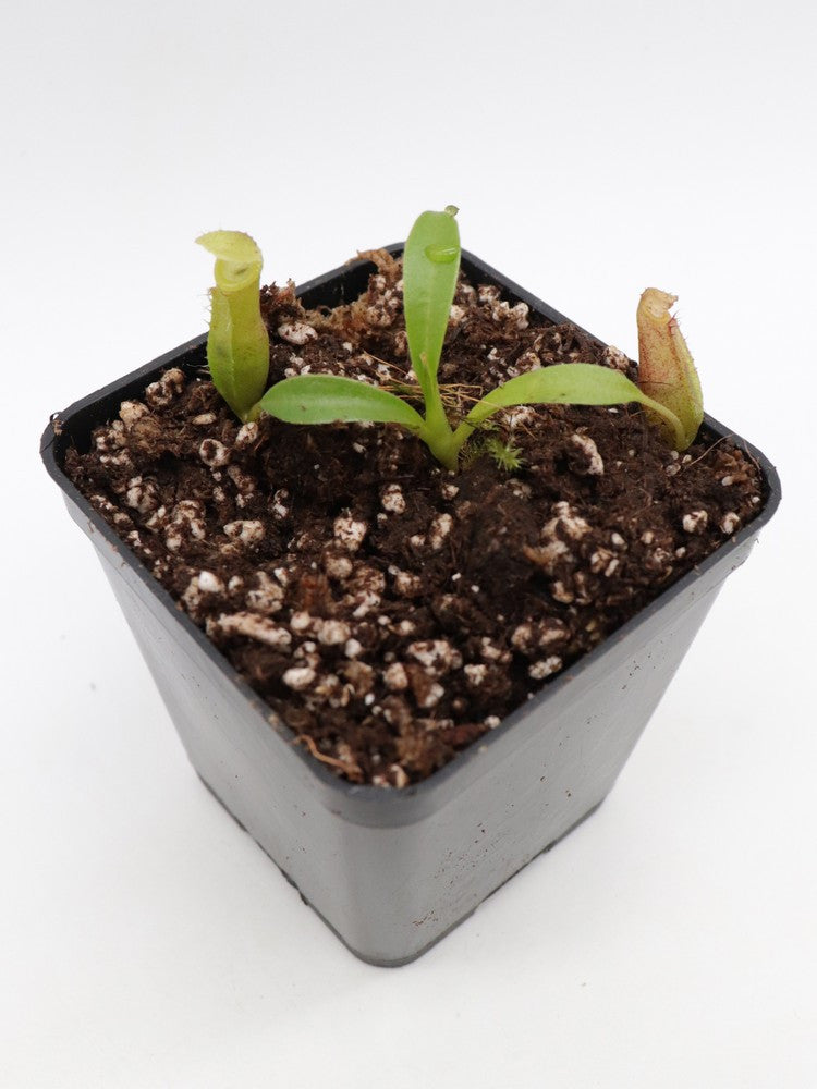 Nepenthes bongso hybrid seedgrow