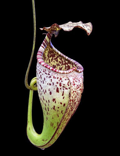 Nepenthes burbidgeae