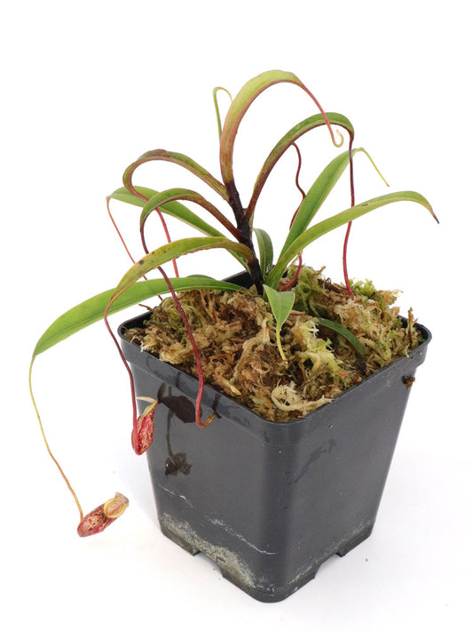 Nepenthes glabrata